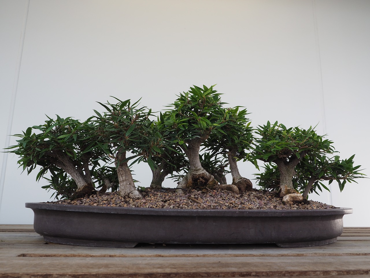 淮樹引領綠色生態(tài)發(fā)展，共創(chuàng)美好未來新篇章