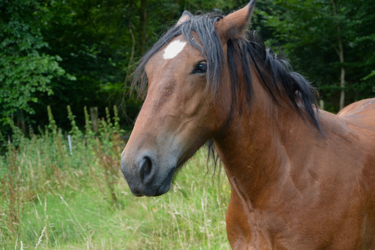 2024澳門特馬今晚開獎138期，璞玉渾金396.532
