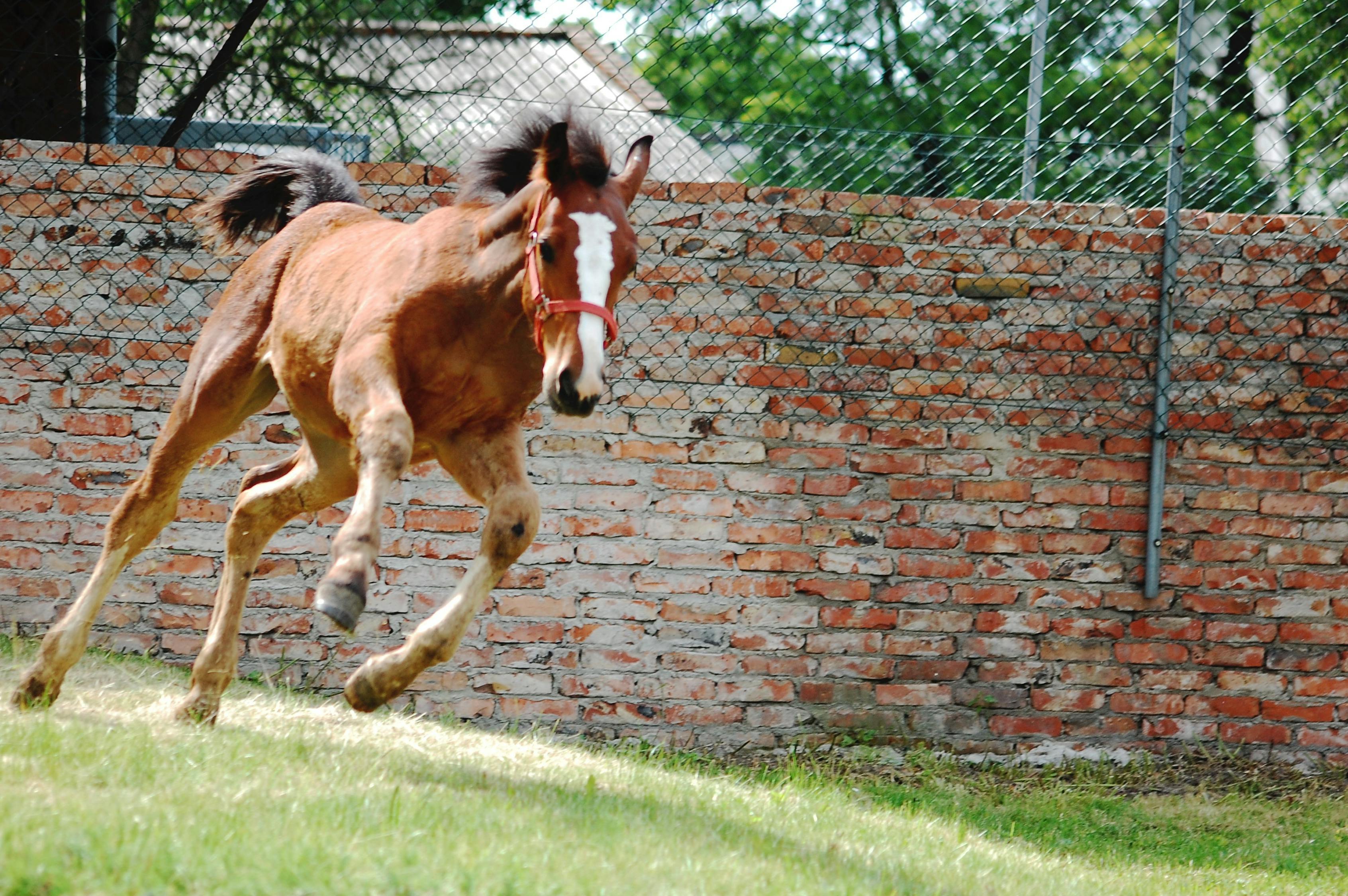 2024澳門特馬今晚開獎53期：36-15-31-27-27-19特：30