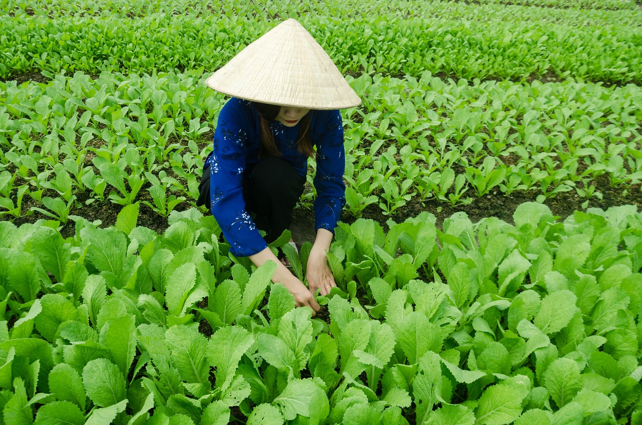 佛山嶺南天地最新發(fā)展動(dòng)態(tài)概覽