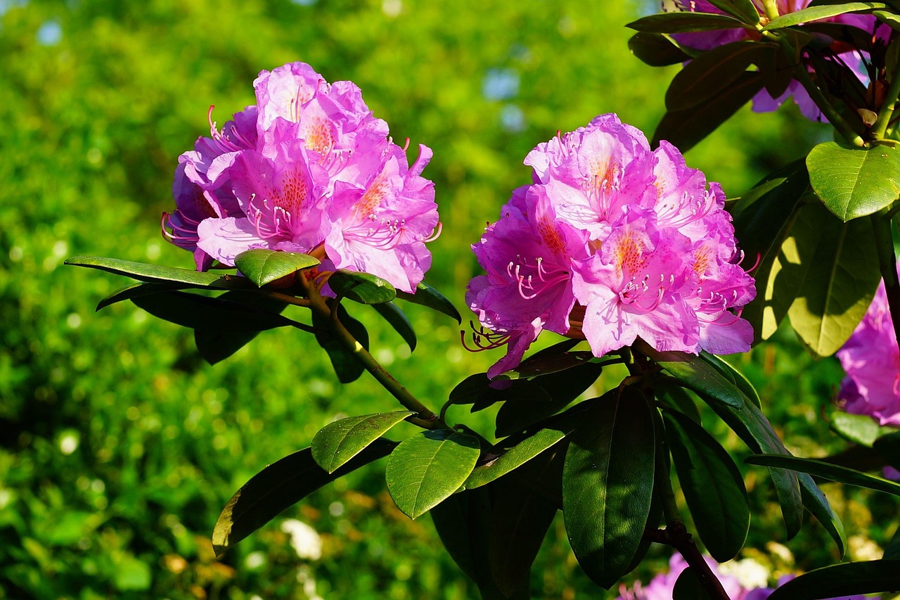 孔丹最新動態(tài)，揭開未來無限潛能之門