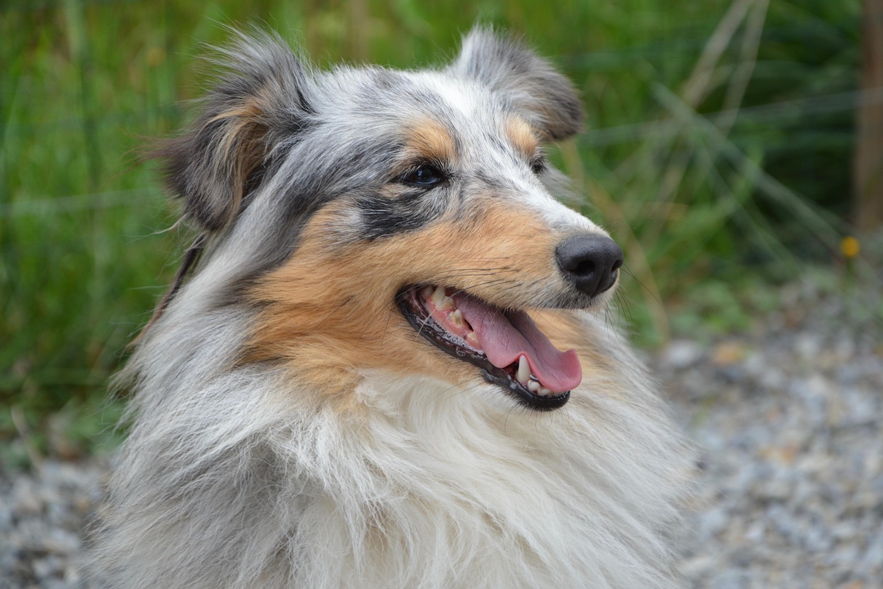 犬風少年的熱血青春與無限可能的最新篇章