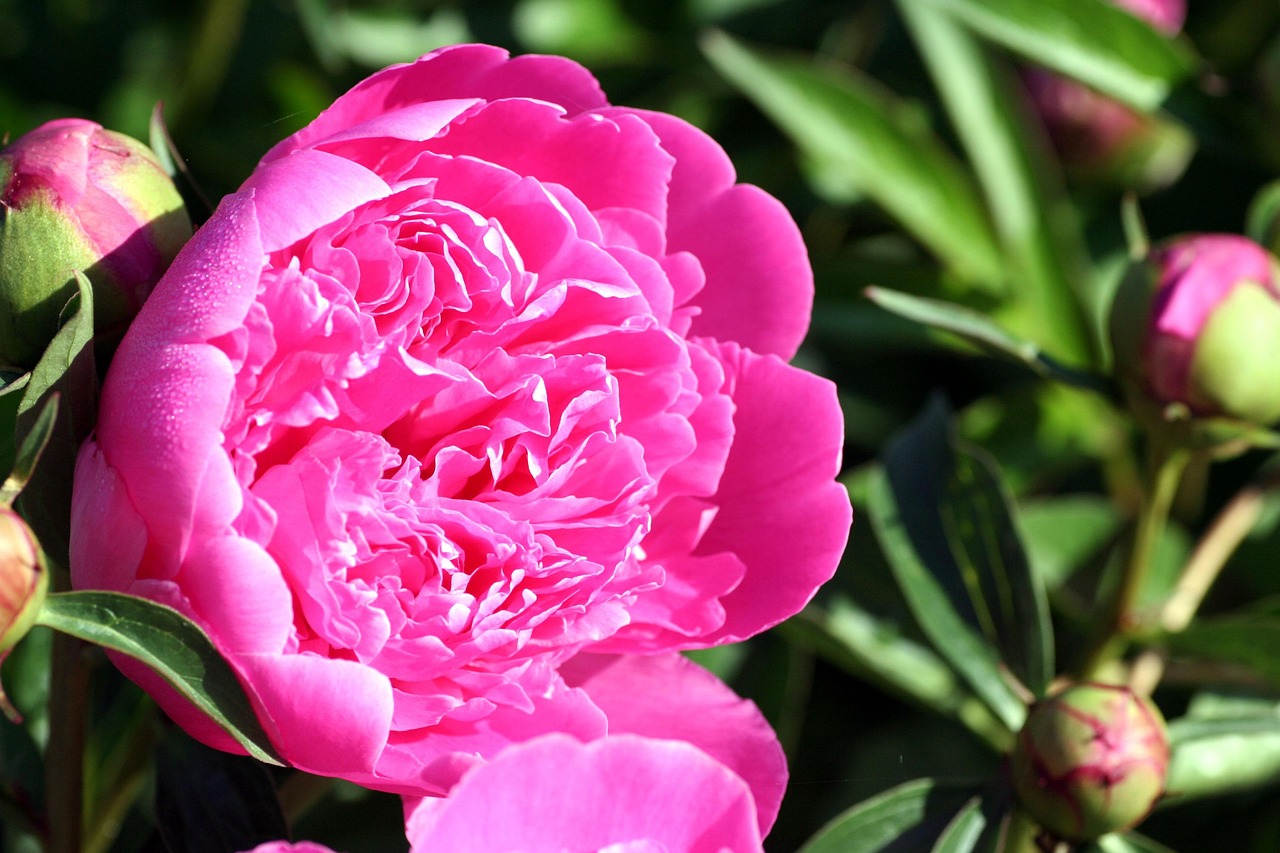 探索花卉世界，最新動(dòng)態(tài)一網(wǎng)打盡，花花懂花花消息速遞