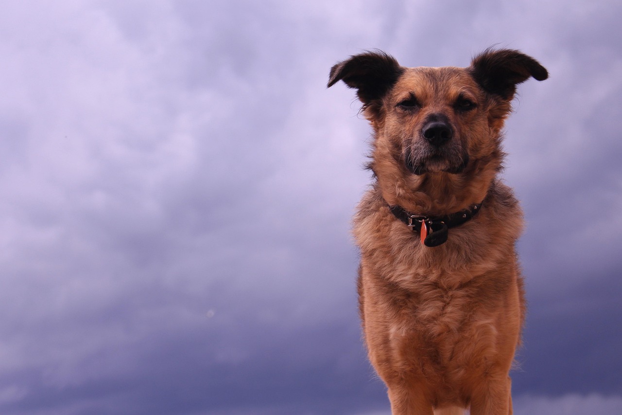 風(fēng)犬少年的天空最新下載，青春熱血的邂逅之旅
